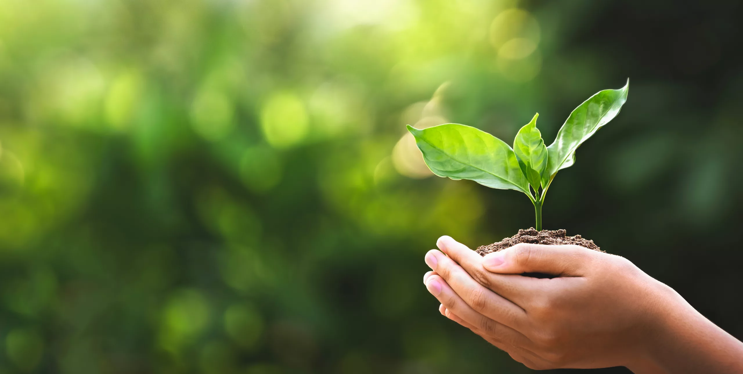 A imagem mostra mãos segurando uma planta. Ao fundo é possível ver diversas árvores.